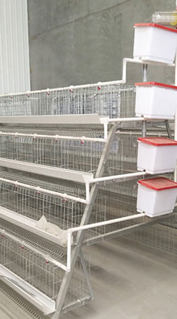 MODERN-LAYER-BATTERY-CHICKEN-CAGES-(fully-automated)
